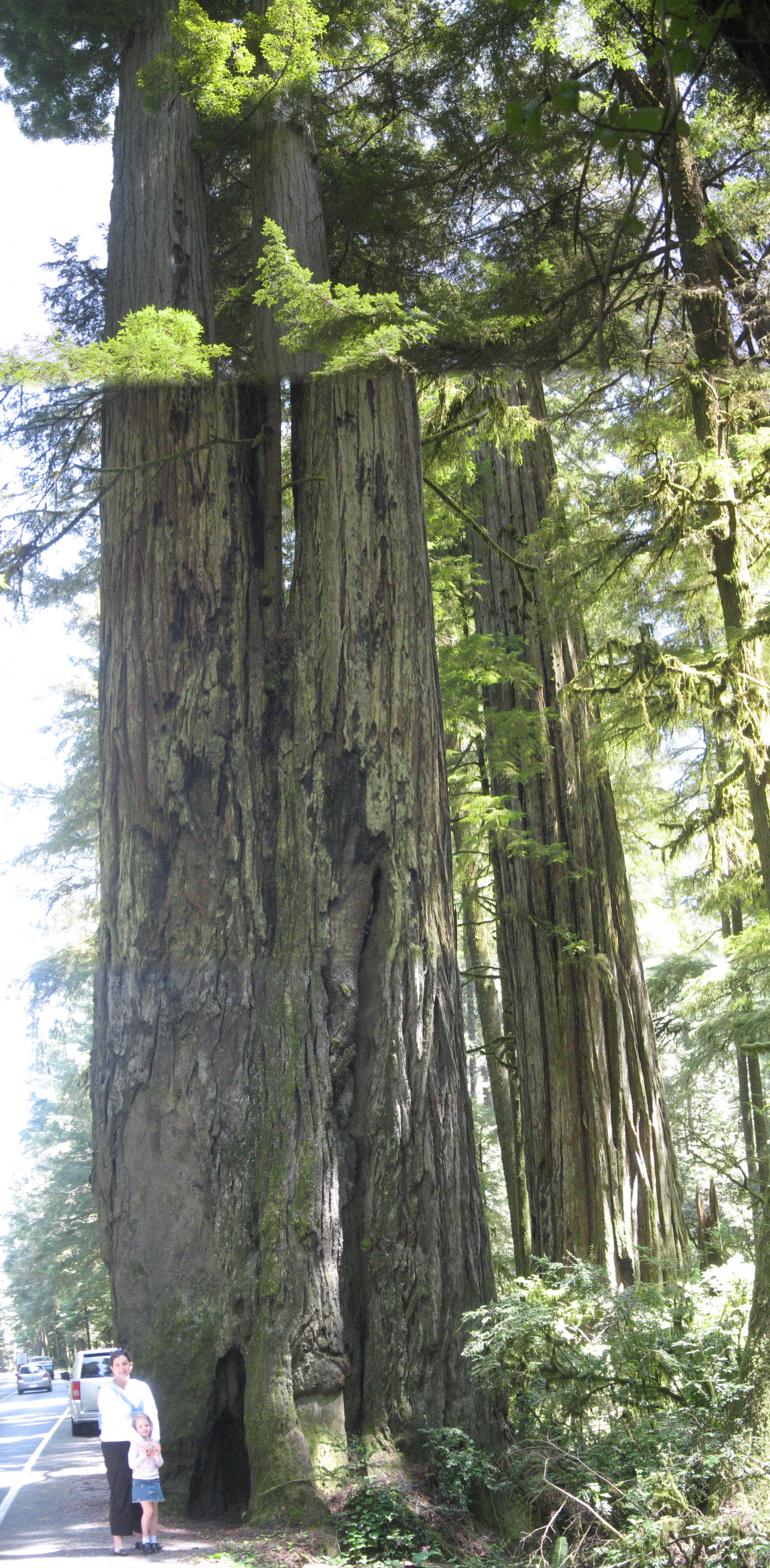 2008_05_11 RedwoodsNP JnB2.jpg